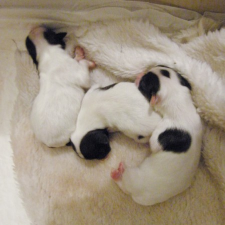 C-éčka :) Nixi, Falco, Nera